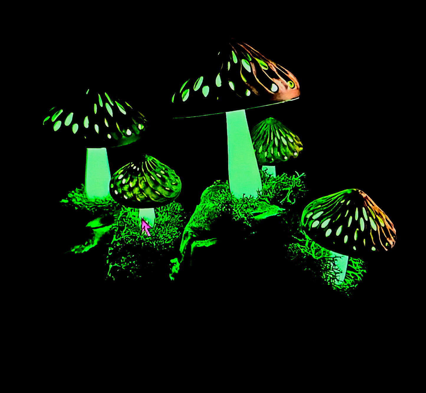 Mushroom Caps